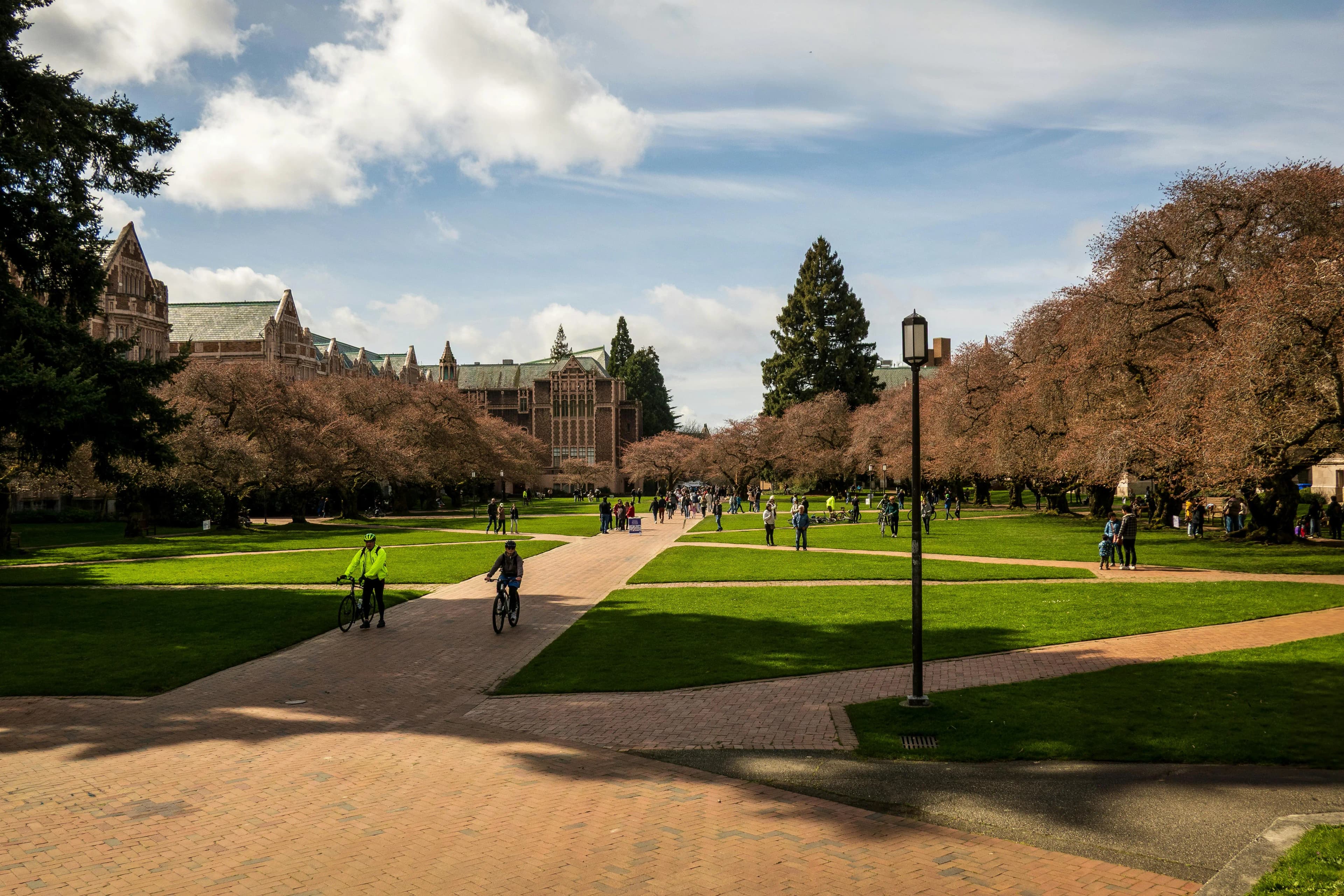 Students walking on campus with cherry blossoms